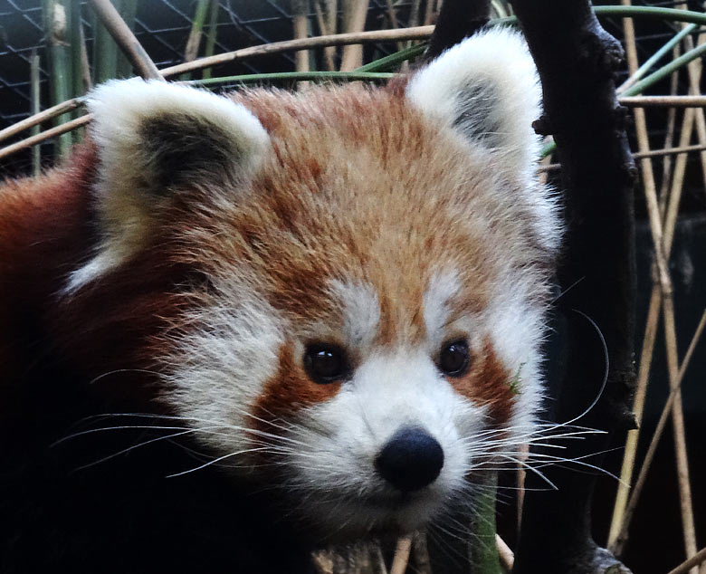 Kleiner Panda (Ailurus fulgens) am 27. Februar 2017 im Wuppertaler Zoo