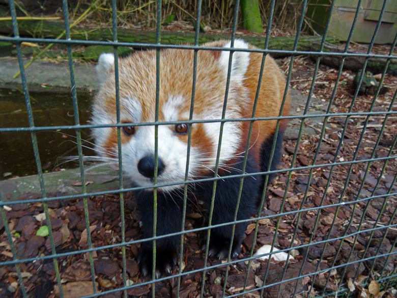 Kleiner Panda (Ailurus fulgens) am 27. Februar 2017 im Grünen Zoo Wuppertal