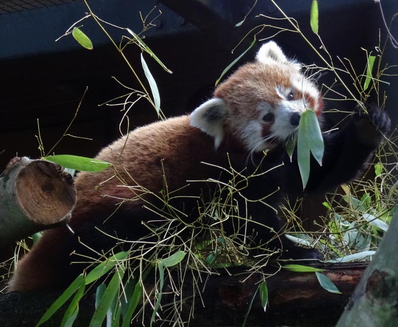 Kleiner Panda (Ailurus fulgens) am 5. März 2017 im Zoo