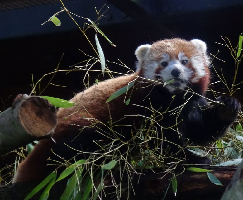 Kleiner Panda (Ailurus fulgens) am 5. März 2017 im Wuppertaler Zoo