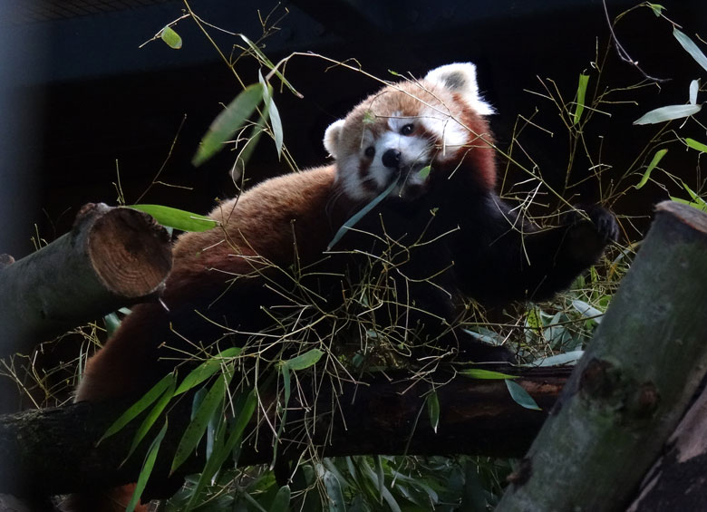 Kleiner Panda (Ailurus fulgens) am 5. März 2017 im Grünen Zoo Wuppertal