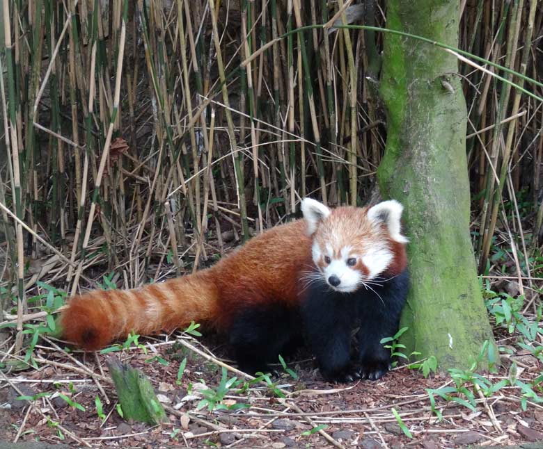 Kleiner Panda (Ailurus fulgens) am 13. April 2017 im Grünen Zoo Wuppertal