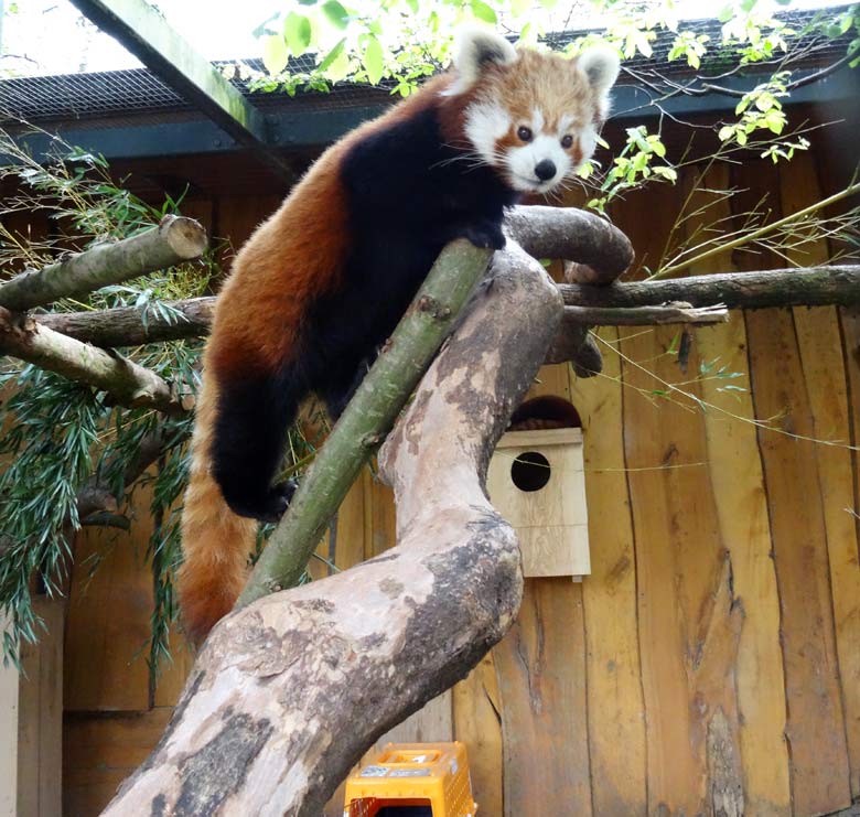 Kleiner Panda (Ailurus fulgens) am 14. April 2017 im Zoologischen Garten der Stadt Wuppertal