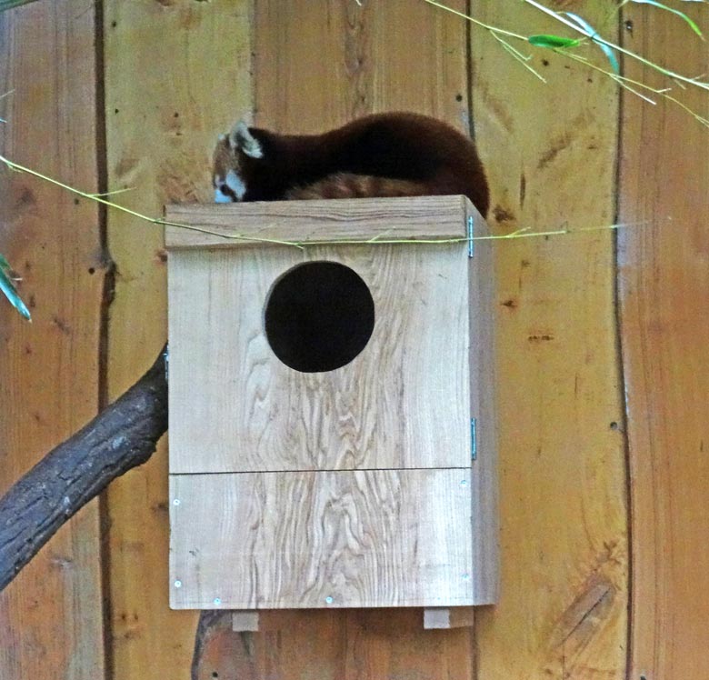 Kleiner Panda (Ailurus fulgens) am 14. April 2017 im Wuppertaler Zoo