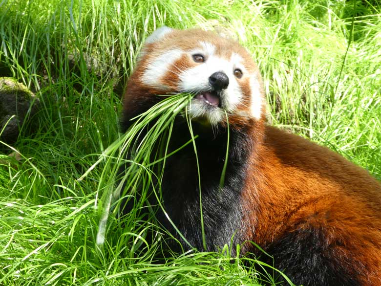 Kleiner Panda am 7. Juli 2017 auf der neuen Anlage im Zoo Wuppertal