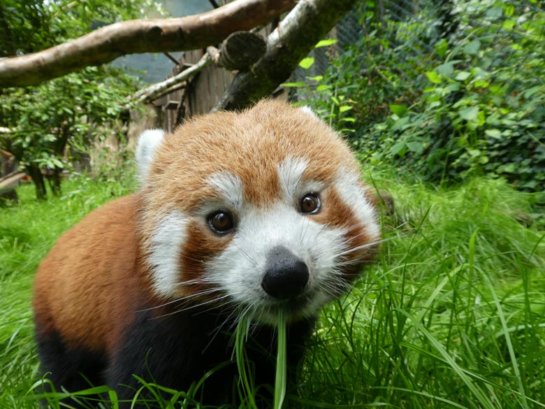 Kleiner Panda am 7. Juli 2017 auf der neuen Anlage im Grünen Zoo Wuppertal