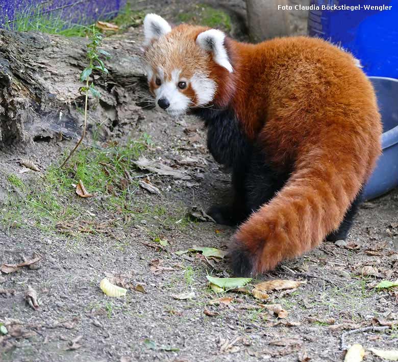 Kleiner Panda am 15. Juli 2017 auf der Außenanlage im Grünen Zoo Wuppertal (Foto Claudia Böckstiegel-Wengler)