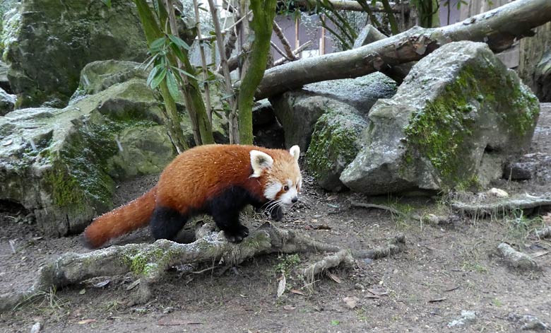 Kleiner Panda am 4. Februar 2018 auf der Außenanlage im Zoo Wuppertal