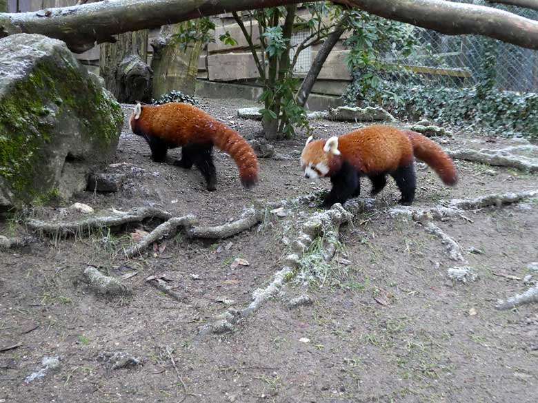 Zwei Kleine Pandas am 4. Februar 2018 auf der Außenanlage im Zoologischen Garten der Stadt Wuppertal