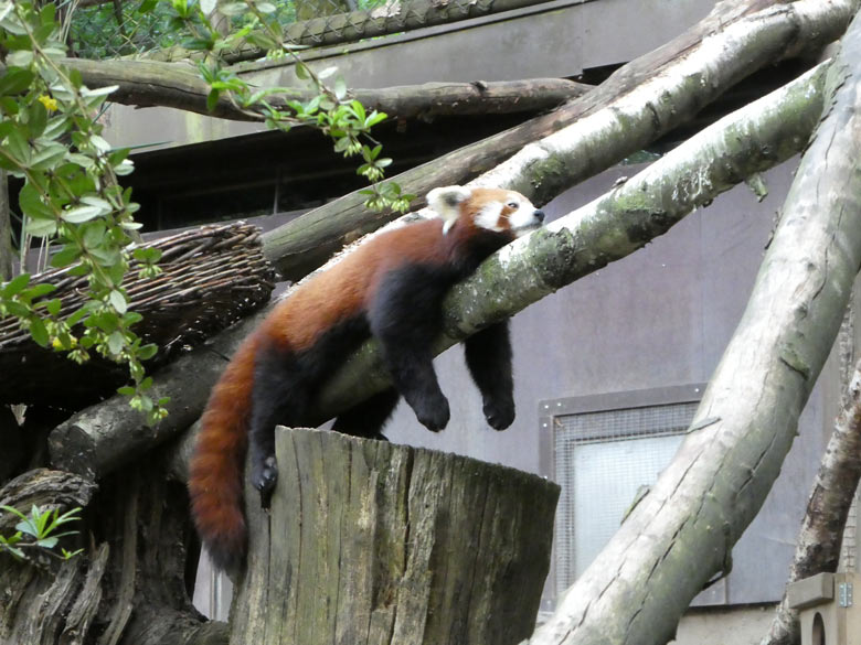 Kleiner Panda am 9. Mai 2018 im Grünen Zoo Wuppertal