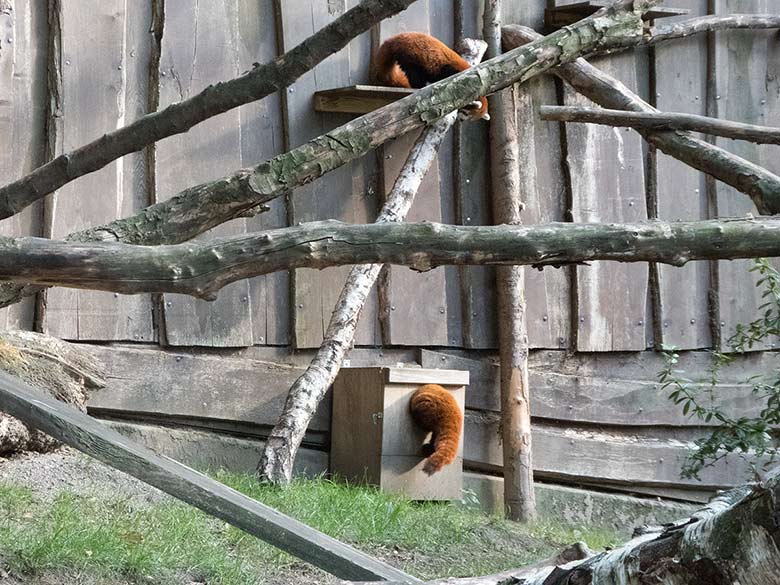 Kleine Pandas am 2. September 2018 auf der Außenanlage im Grünen Zoo Wuppertal