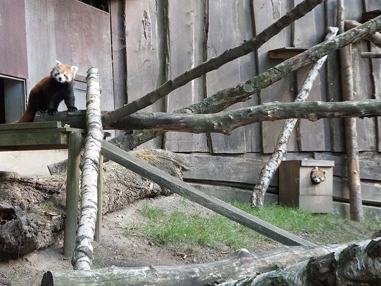 Kleine Pandas am 2. September 2018 auf der Außenanlage im Zoo Wuppertal