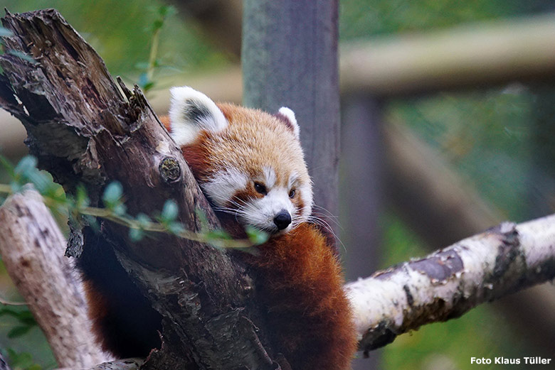 Kleiner Panda am 20. Oktober 2018 auf der Außenanlage im Grünen Zoo Wuppertal (Foto Klaus Tüller)