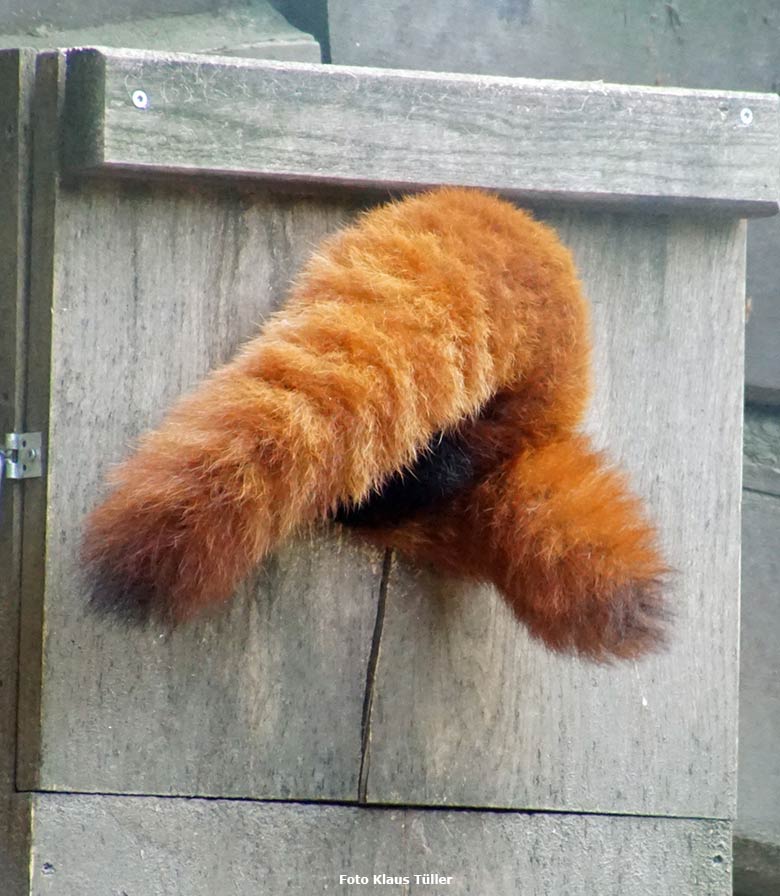 Kleiner Panda am 27. Juli 2019 auf der Außenanlage im Grünen Zoo Wuppertal (Foto Klaus Tüller)