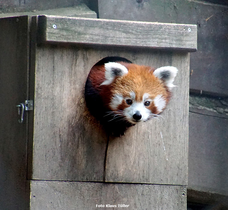 Kleiner Panda am 27. Juli 2019 auf der Außenanlage im Wuppertaler Zoo (Foto Klaus Tüller)