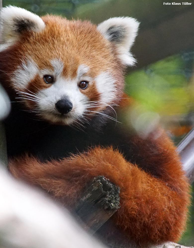 Europäischer Biber am 5. Oktober 2019 im Grünen Zoo Wuppertal (Foto Klaus Tüller)