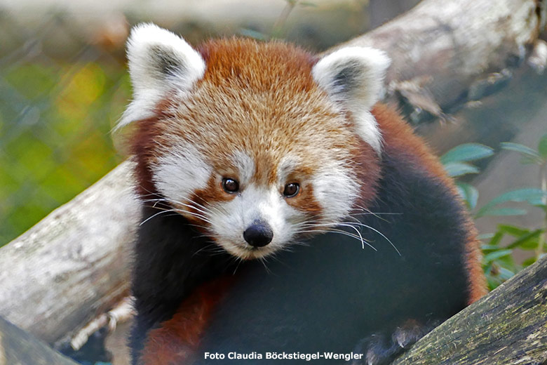 Kleiner Panda am 31. Oktober 2019 auf der Außenanlage im Grünen Zoo Wuppertal (Foto Claudia Böckstiegel-Wengler)