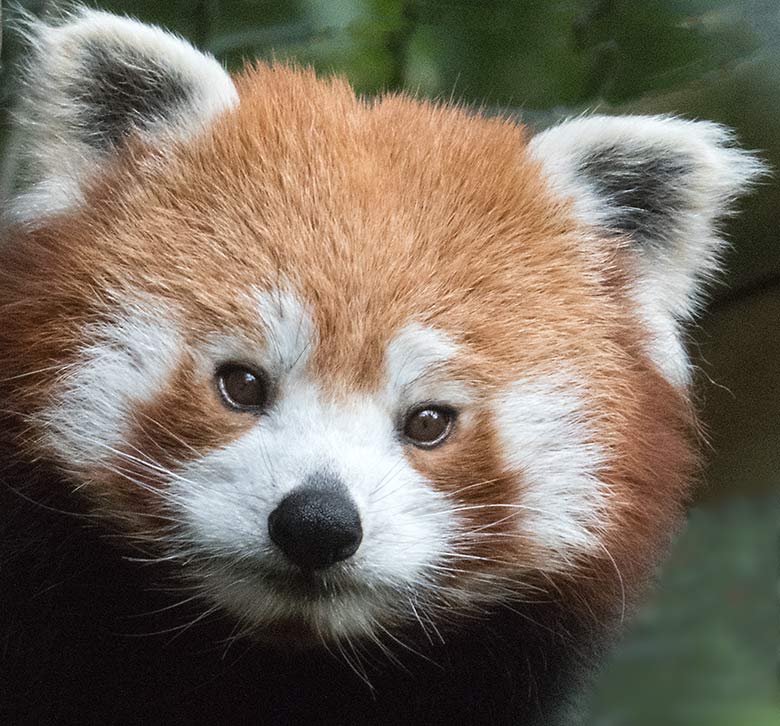 Kleiner Panda am 2. Juli 2020 auf der Außenanlage am Kleinkatzen-Haus im Grünen Zoo Wuppertal