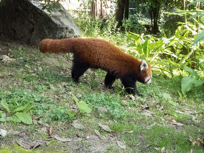 Kleiner Panda am 19. Juli 2020 auf der Außenanlage am Kleinkatzen-Haus im Zoo Wuppertal