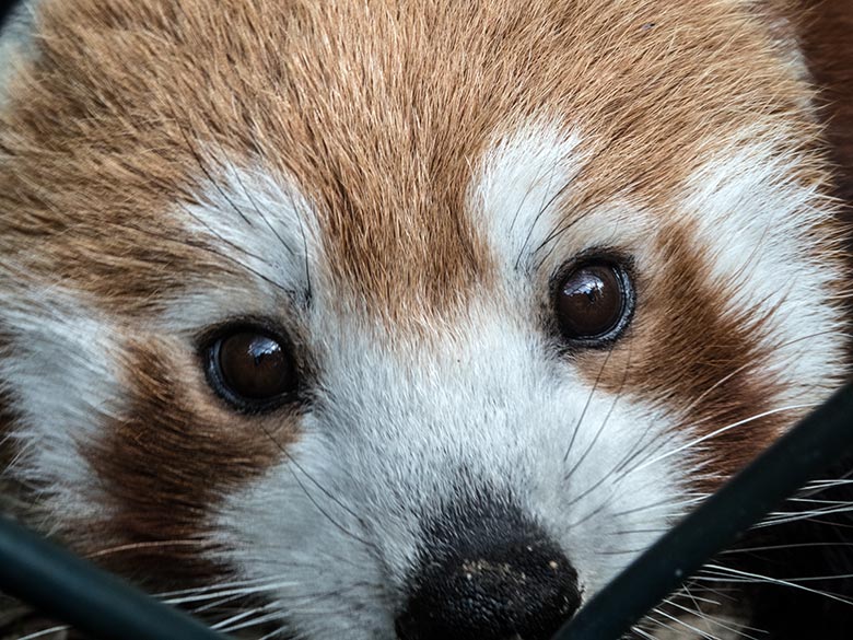 Kleiner Panda am 19. Juli 2020 auf der Außenanlage am Kleinkatzen-Haus im Zoologischen Garten Wuppertal