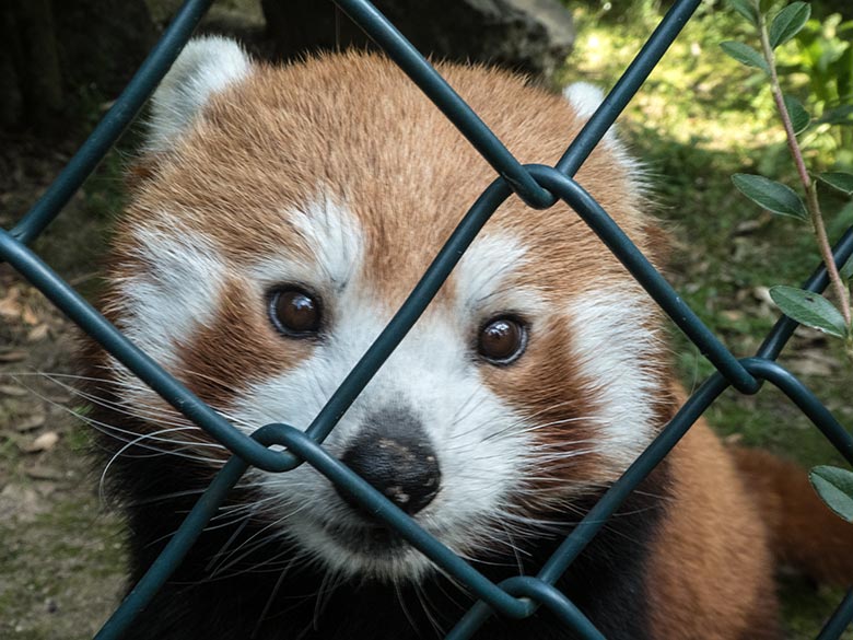 Kleiner Panda am 19. Juli 2020 auf der Außenanlage am Kleinkatzen-Haus im Grünen Zoo Wuppertal