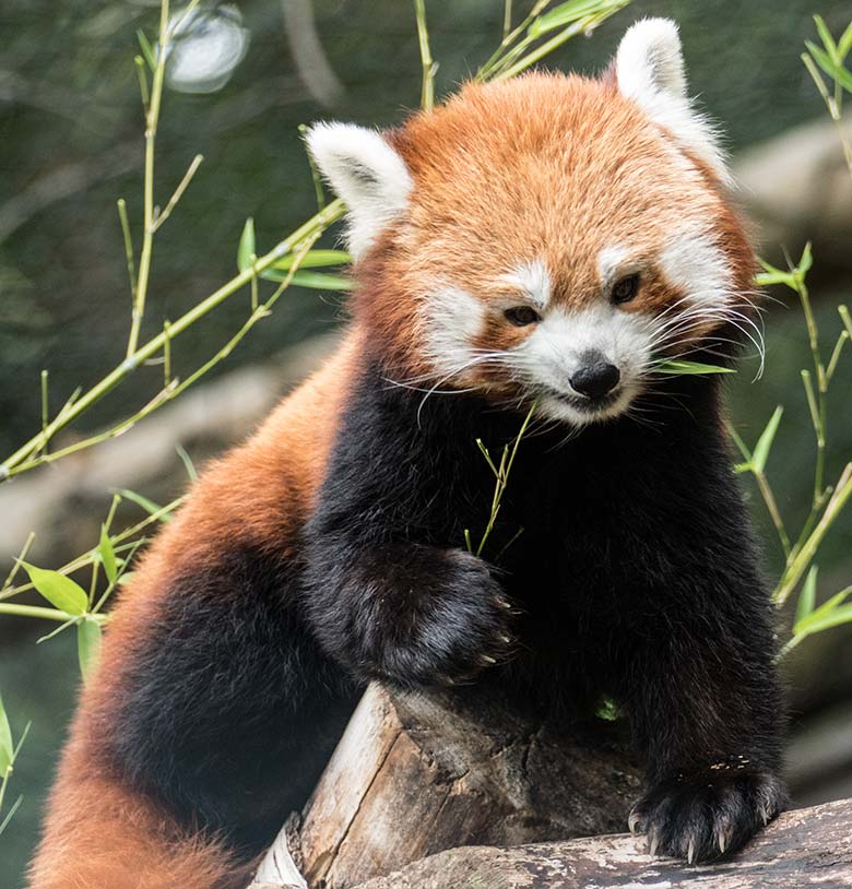 Weiblicher Kleiner Panda am 25. August 2020 mit Bambus auf der Außenanlage im Wuppertaler Zoo