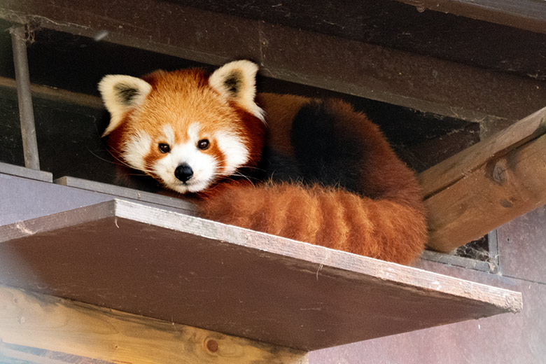 Weiblicher Kleiner Panda am 31. Oktober 2020 über dem Durchgang am Stallgebäude im Grünen Zoo Wuppertal