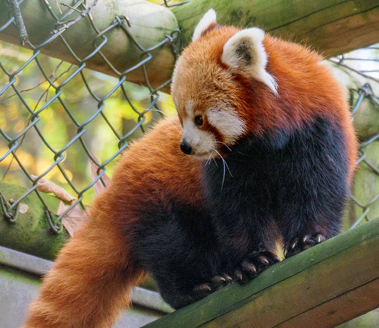 Weiblicher Kleiner Panda am 31. Oktober 2020 auf der Außenanlage im Zoologischen Garten Wuppertal