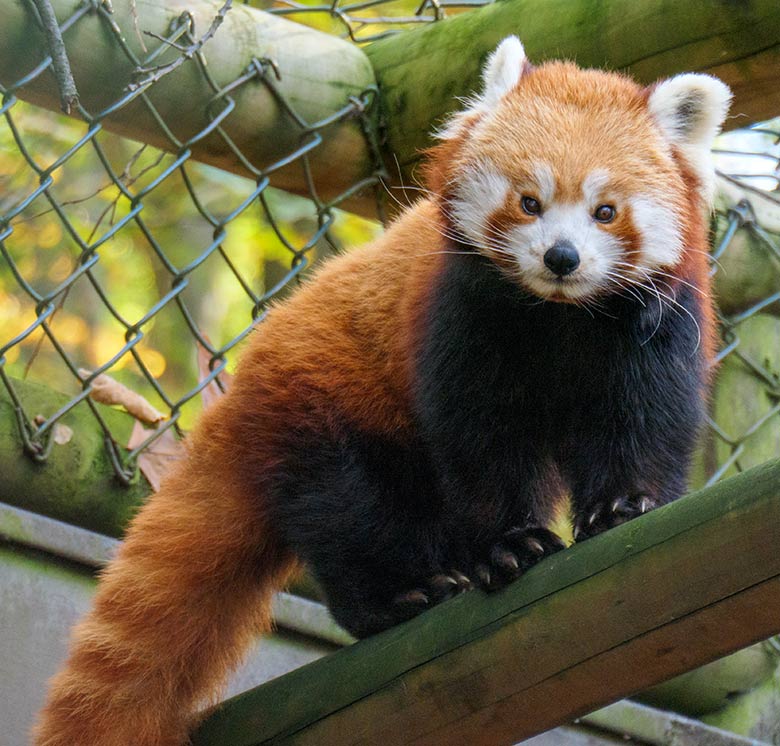 Weiblicher Kleiner Panda am 31. Oktober 2020 auf der Außenanlage im Zoo Wuppertal