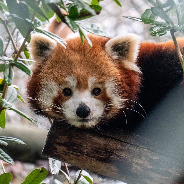 Weiblicher Kleiner Panda am 29. Dezember 2021 auf der Außenanlage in der Nähe des Kleinkatzen-Hauses im Wuppertaler Zoo