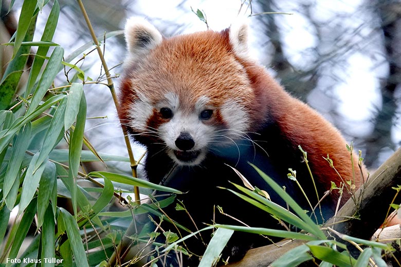 Weiblicher Kleiner Panda am 8. Januar 2022 in der Neben-Anlage am Kleinkatzen-Haus im Grünen Zoo Wuppertal (Foto Klaus Tüller)