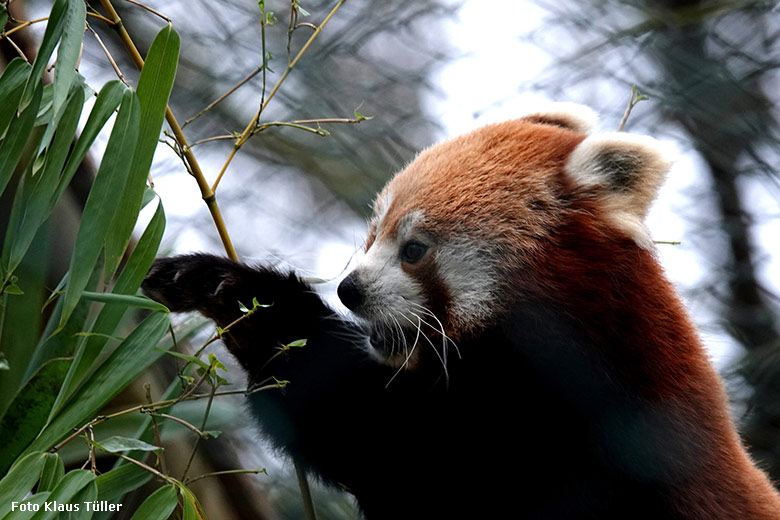 Weiblicher Kleiner Panda am 8. Januar 2022 in der Neben-Anlage am Kleinkatzen-Haus im Zoo Wuppertal (Foto Klaus Tüller)