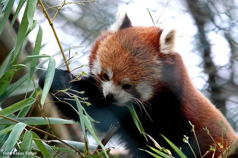 Weiblicher Kleiner Panda am 8. Januar 2022 in der Neben-Anlage am Kleinkatzen-Haus im Wuppertaler Zoo (Foto Klaus Tüller)