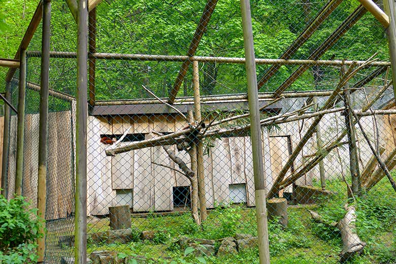 Weiblicher Kleiner Panda UMA (links hinten) und neuer männlicher Kleiner Panda LIAM am 5. Mai 2022 auf der Außenanlage im Wuppertaler Zoo