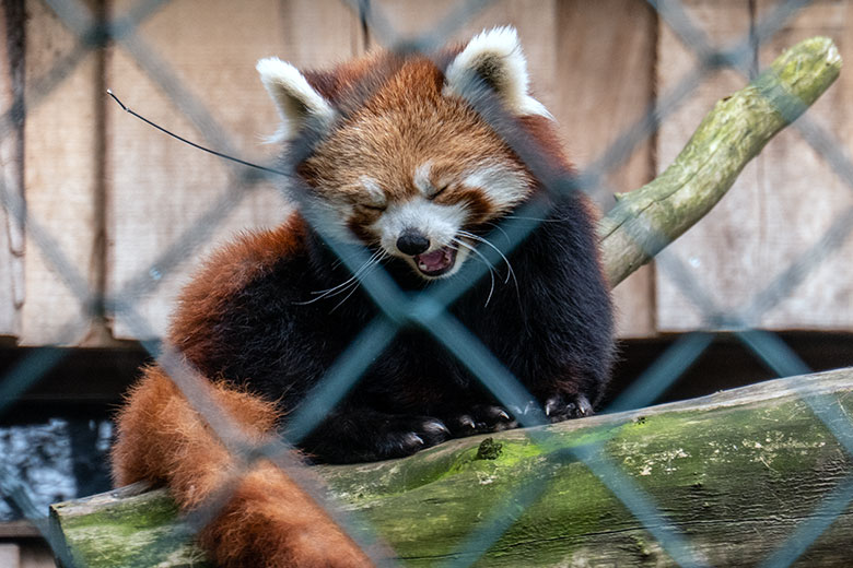 Kleiner Panda am 25. April 2023 in der derzeitigen Anlage in der Nähe des Kleinkatzen-Hauses im Wuppertaler Zoo