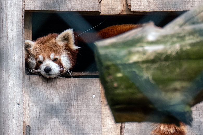 Kleiner Panda am 27. April 2023 in der derzeitigen Anlage in der Nähe des Kleinkatzen-Hauses im Zoo Wuppertal