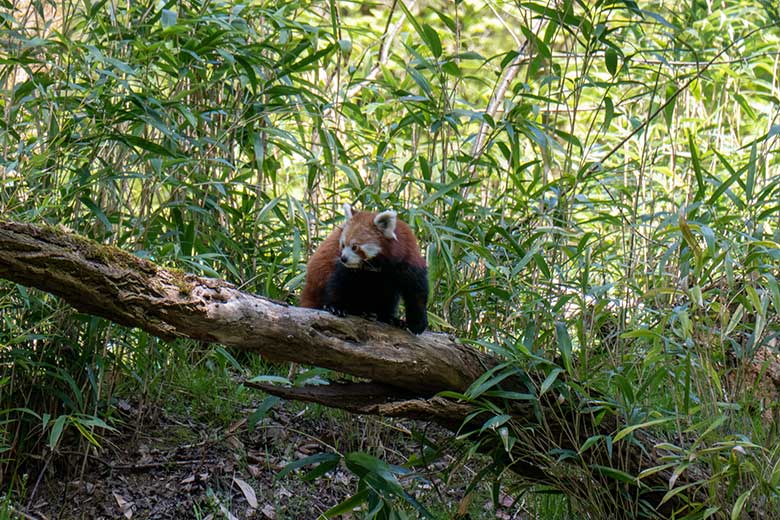 Weiblicher Kleiner Panda UMA am 3. Mai 2023 auf der neuen Panda-Anlage im Wuppertaler Zoo
