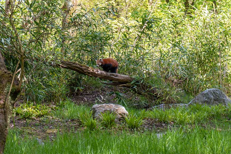 Weiblicher Kleiner Panda UMA am 3. Mai 2023 auf der neuen Panda-Anlage im Zoo Wuppertal