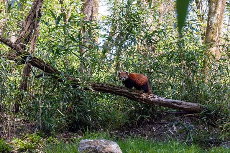 Weiblicher Kleiner Panda UMA am 3. Mai 2023 auf der neuen Panda-Anlage im Grünen Zoo Wuppertal