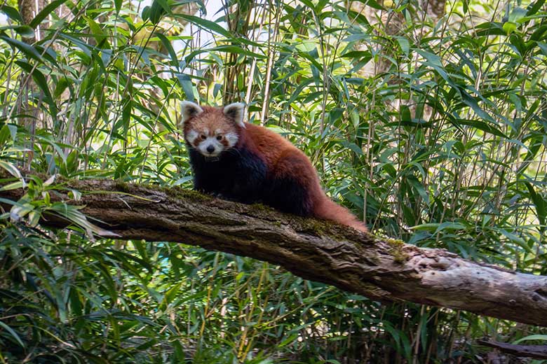 Weiblicher Kleiner Panda UMA am 3. Mai 2023 auf der neuen Panda-Anlage im Wuppertaler Zoo