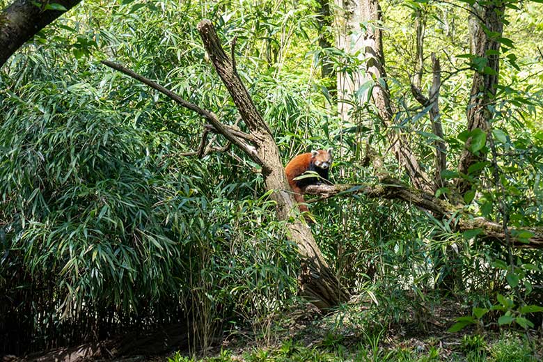 Weiblicher Kleiner Panda UMA am 3. Mai 2023 auf der neuen Panda-Anlage im Zoo Wuppertal