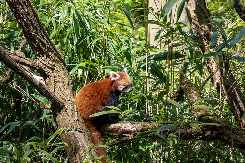 Weiblicher Kleiner Panda UMA am 3. Mai 2023 auf der neuen Panda-Anlage im Grünen Zoo Wuppertal