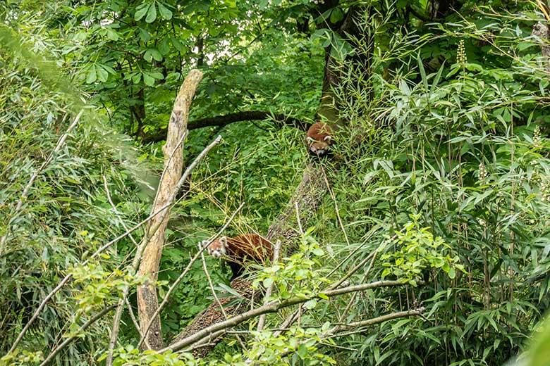 Männlicher Kleiner Panda LIAM und weiblicher Kleiner Panda UMA (oben) am 8. Mai 2023 auf der neuen Panda-Anlage im Wuppertaler Zoo