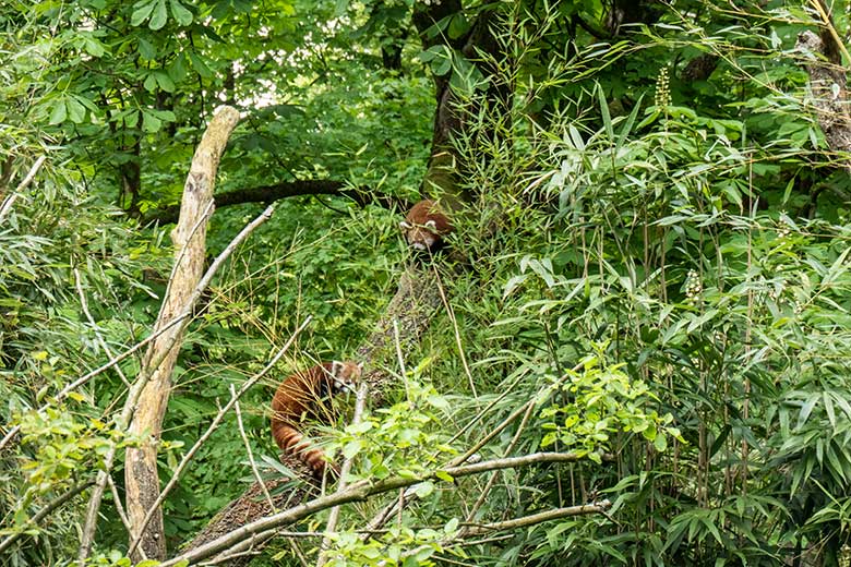 Männlicher Kleiner Panda LIAM und weiblicher Kleiner Panda UMA (oben) am 8. Mai 2023 auf der neuen Panda-Anlage im Grünen Zoo Wuppertal