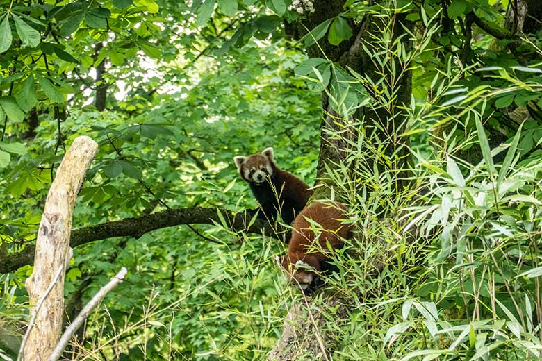 Männlicher Kleiner Panda LIAM und weiblicher Kleiner Panda UMA (oben) am 8. Mai 2023 auf der neuen Panda-Anlage im Zoologischen Garten Wuppertal