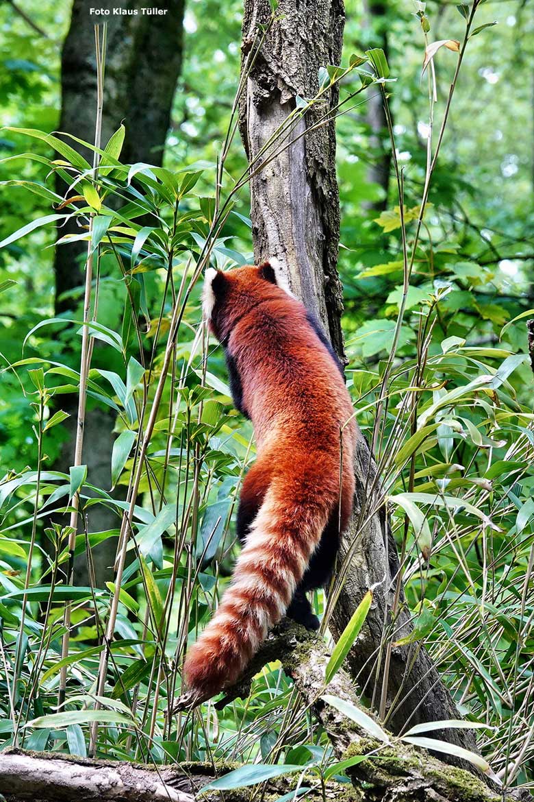 Männlicher Kleiner Panda LIAM am 13. Mai 2023 auf der Außenanlage im Zoo Wuppertal (Foto Klaus Tüller)