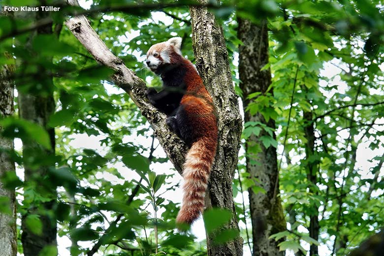 Männlicher Kleiner Panda LIAM am 13. Mai 2023 auf der Außenanlage im Grünen Zoo Wuppertal (Foto Klaus Tüller)