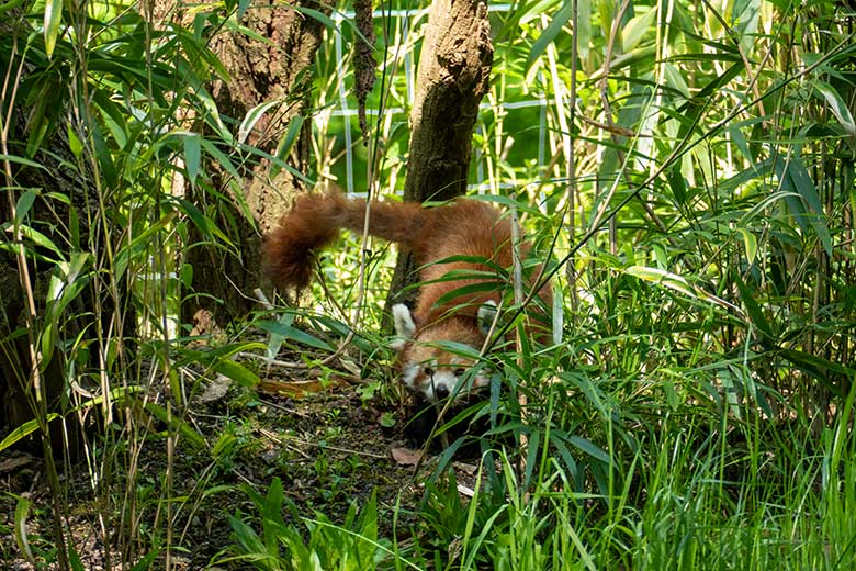 Weiblicher Kleiner Panda UMA am 16. Mai 2023 auf der Außenanlage im Zoologischen Garten der Stadt Wuppertal