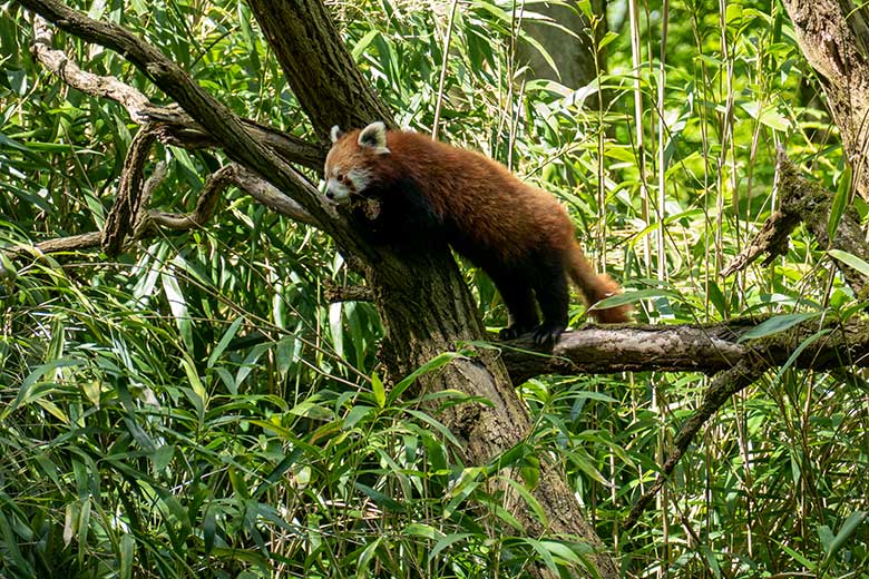 Weiblicher Kleiner Panda UMA am 16. Mai 2023 auf der Außenanlage im Wuppertaler Zoo