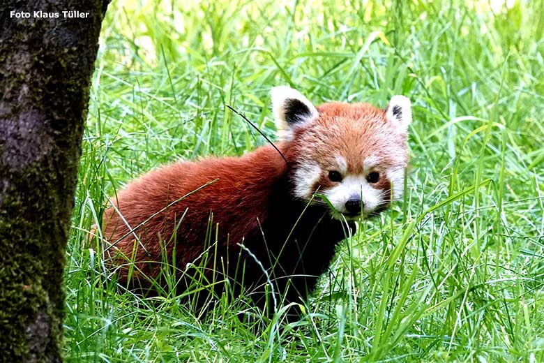 Weiblicher Kleiner Panda UMA am 3. Juni 2023 auf der neuen Panda-Anlage im Grünen Zoo Wuppertal (Foto Klaus Tüller)